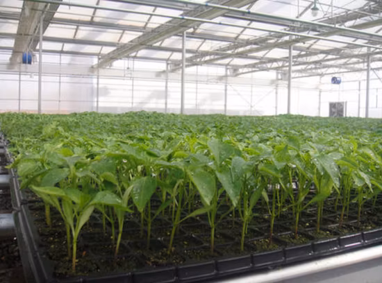 PS Plastic Plug Seed Starting Grow Germination Tray for Greenhouse Vegetables Nursery