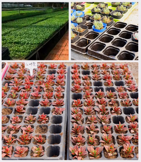 PS or PVC Material Seeding Tray for Greenhouse Growing Seedings